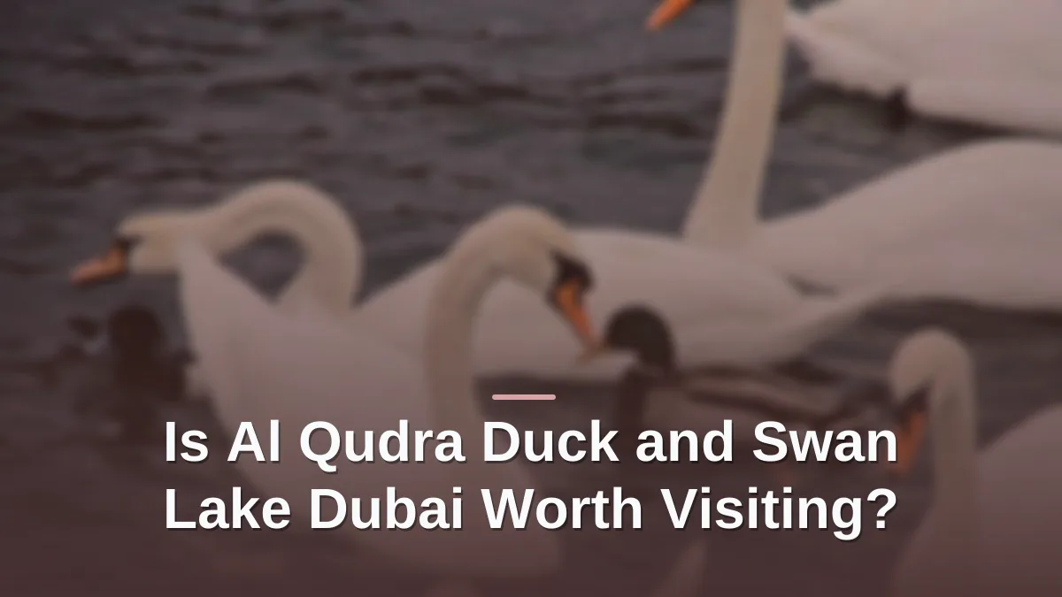 Al qudra duck and swan lake dubai