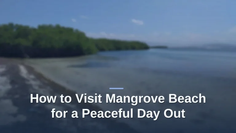 mangrove beach