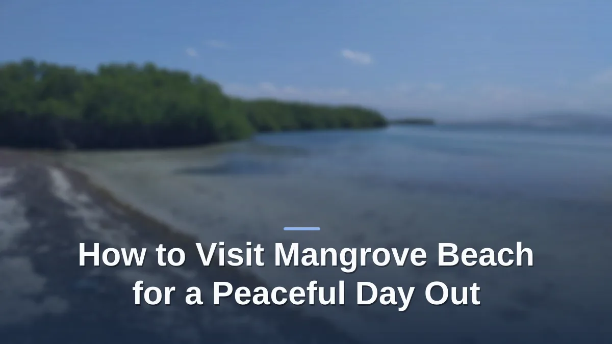 mangrove beach